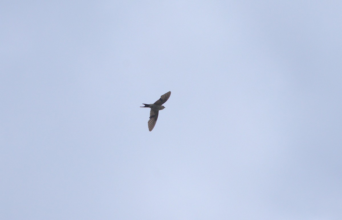 Серпокрилець південноазійський - ML644805689