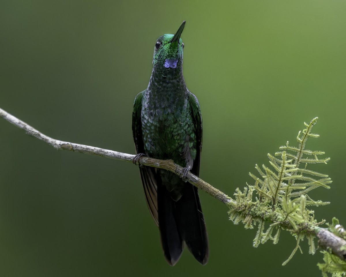 Green-crowned Brilliant - ML644805691
