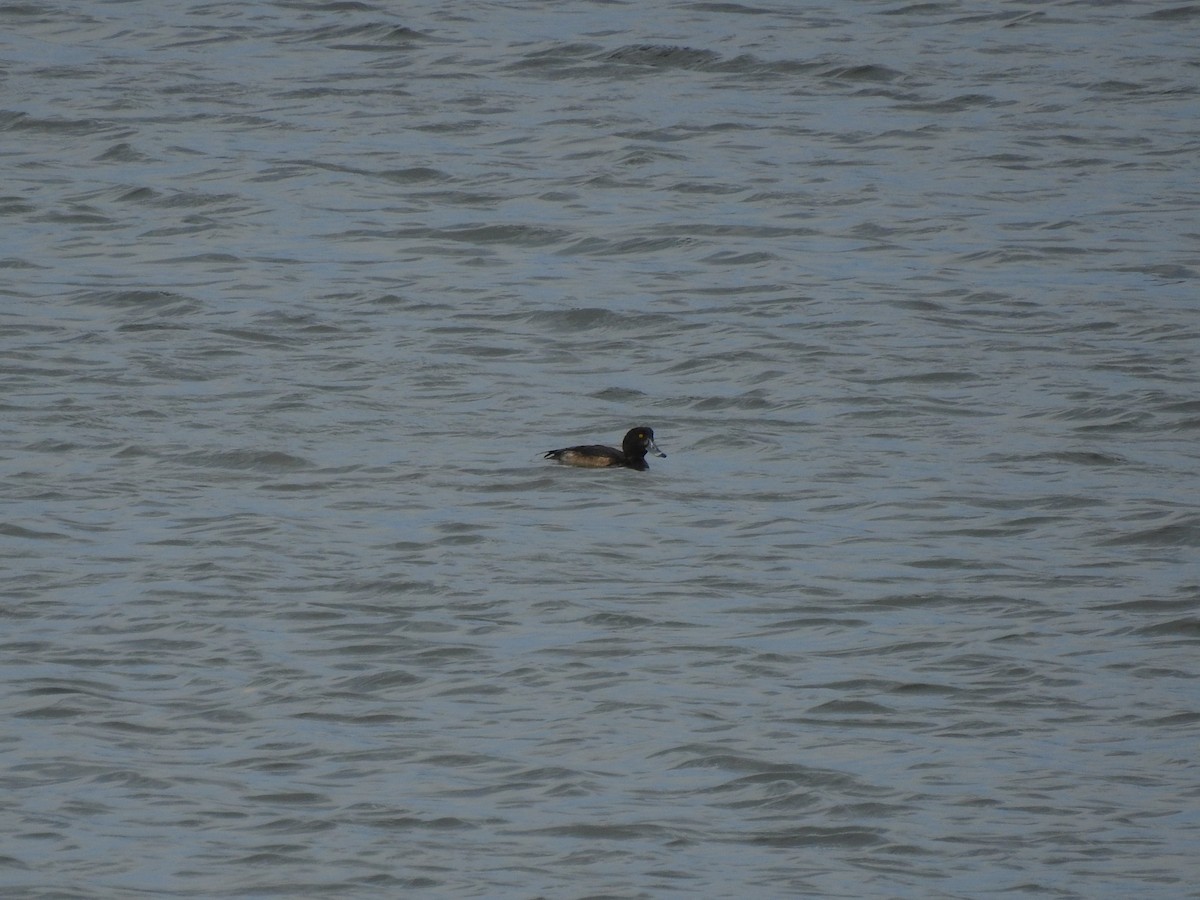 Tufted Duck - ML644805694