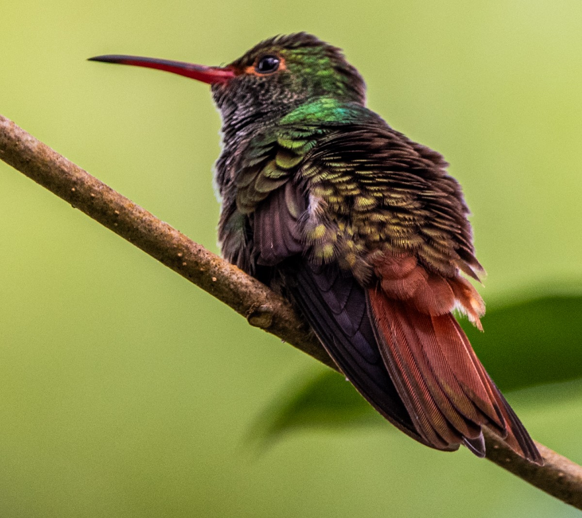 Rufous-tailed Hummingbird - ML644805710