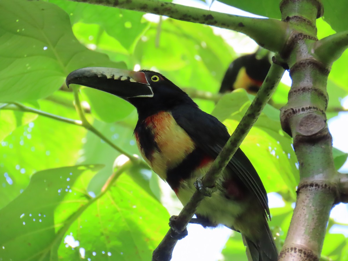 Collared Aracari - ML644805734