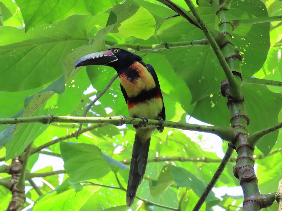 Collared Aracari - ML644805742