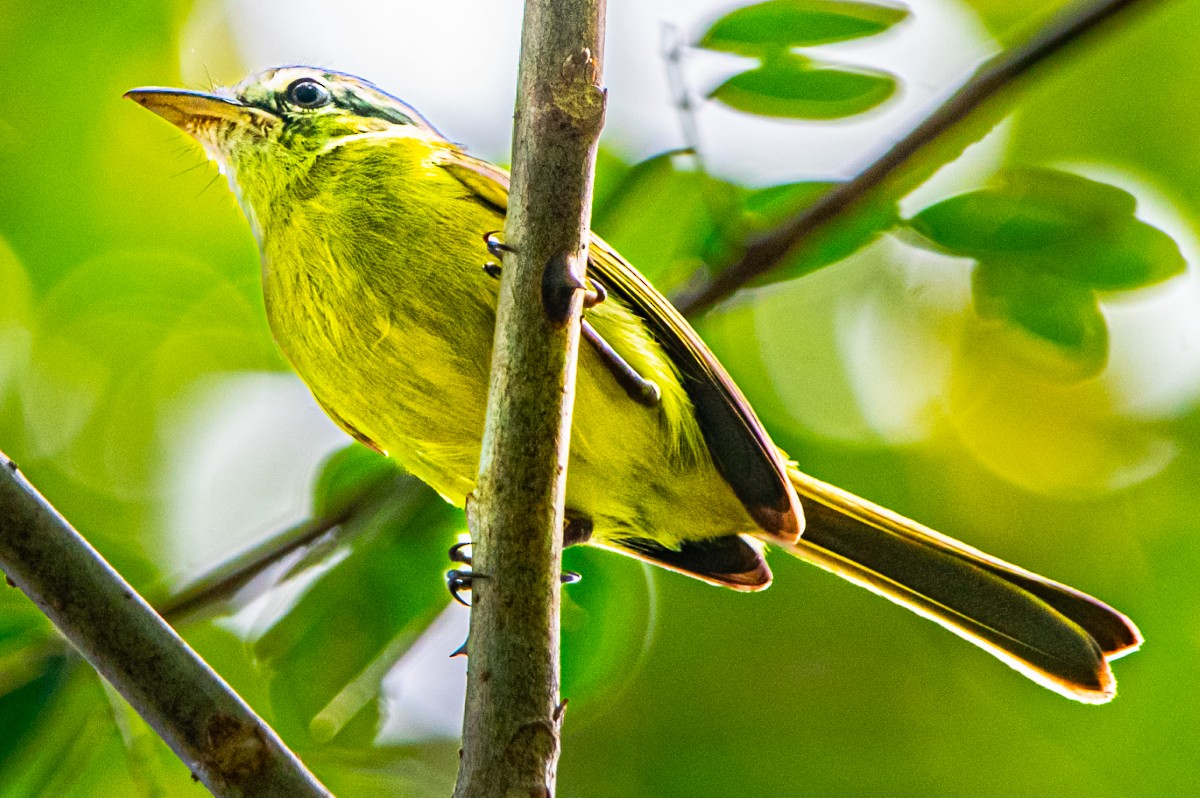 Yellow-olive Flatbill (Yellow-olive) - ML644805749