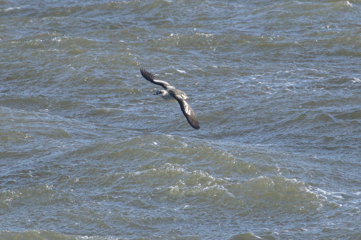 Black Guillemot (grylle Group) - ML644805751