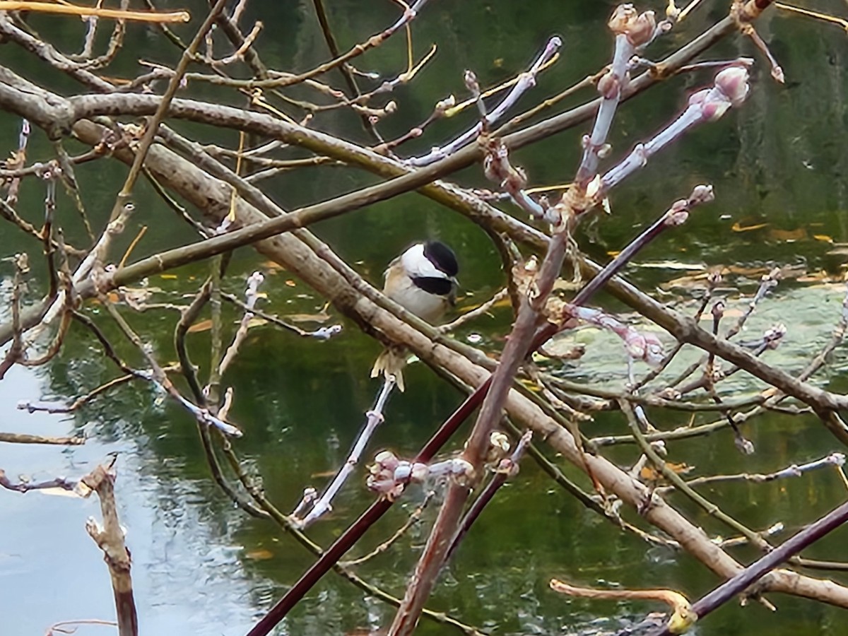 Гаїчка світлокрила - ML644805772