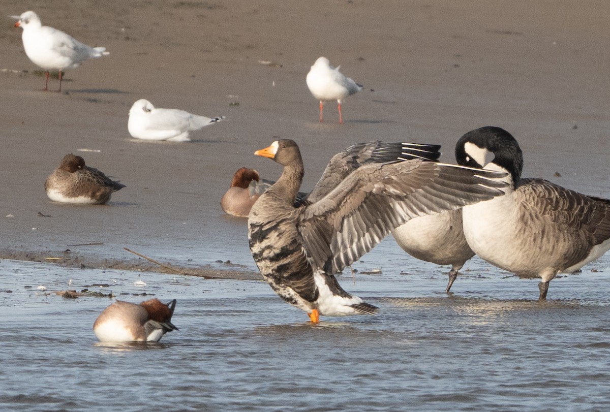eBird Checklist - 7 Nov 2025 - Hayle Estuary RSPB Reserve--Lelant Water ...