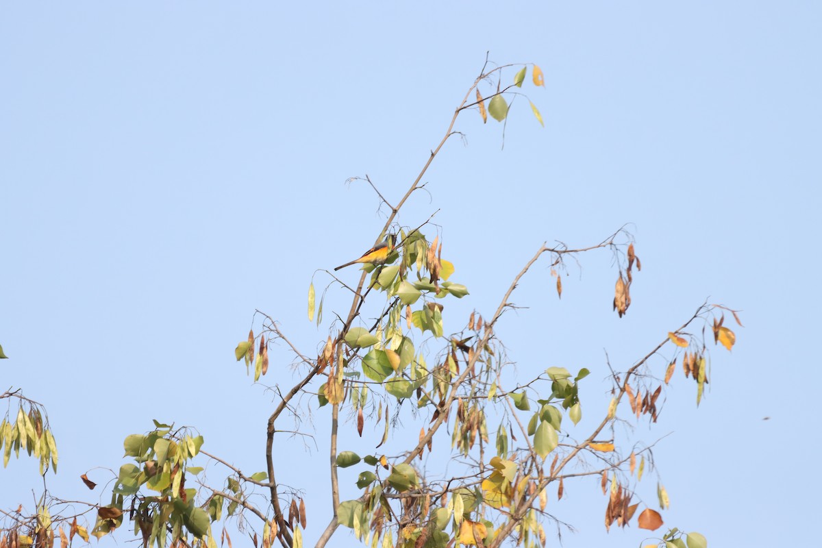 Small Minivet - ML644805781