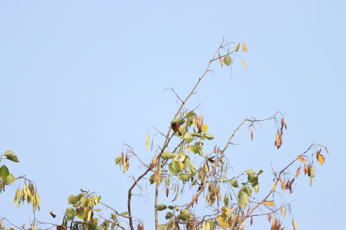 Small Minivet - ML644805782