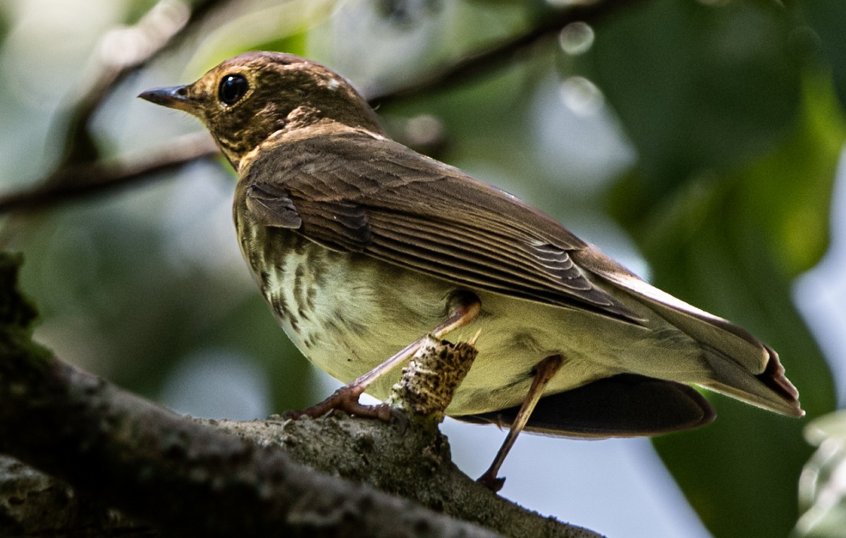 Swainson's Thrush (Olive-backed) - ML644805785