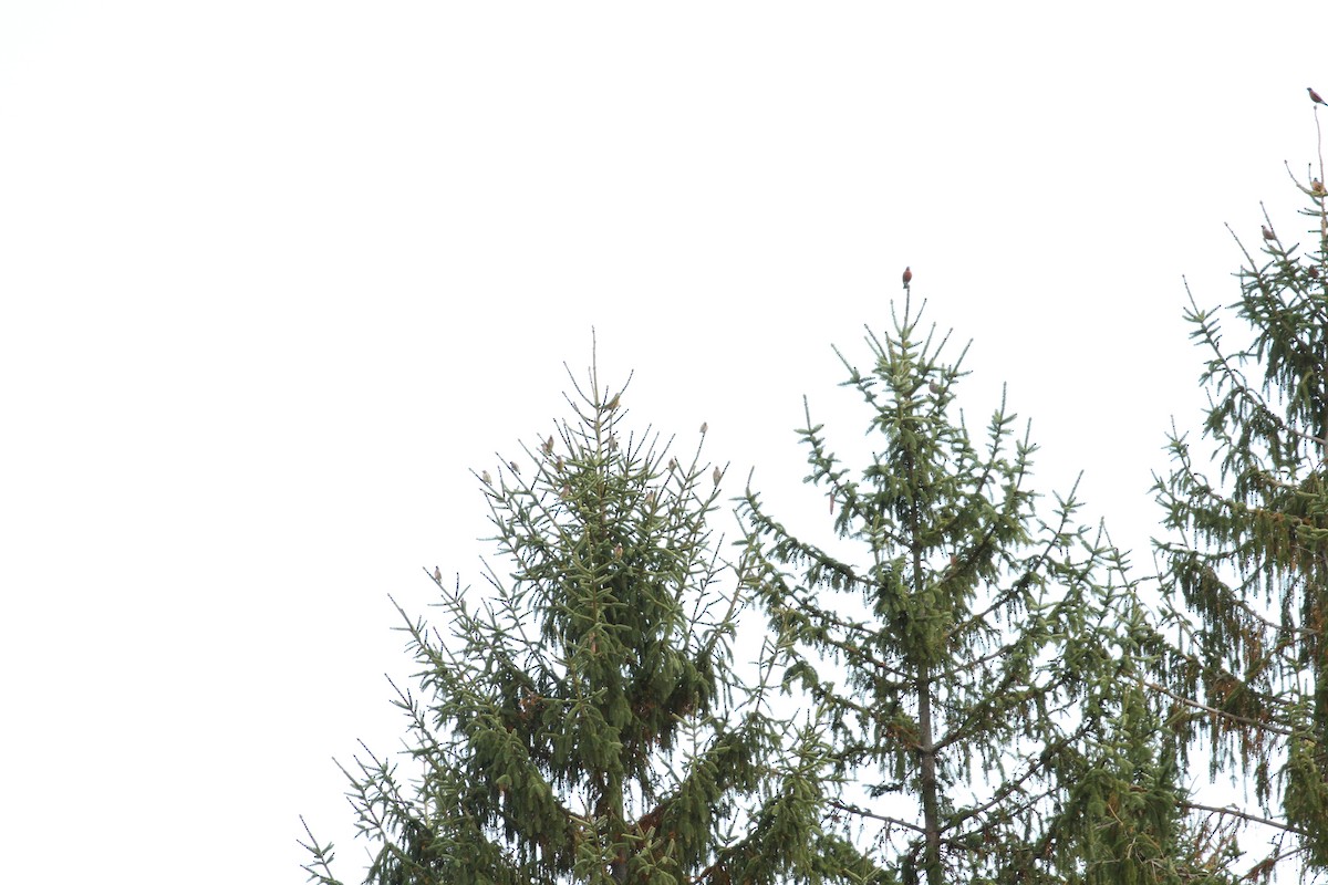 Cedar Waxwing - ML644805792