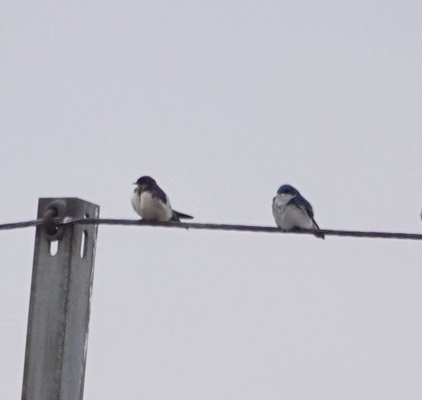 Barn Swallow - ML644805797