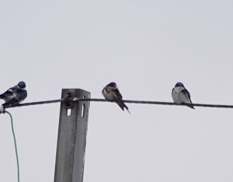 Barn Swallow - ML644805809