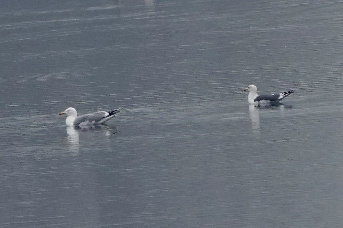 Lesser Black-backed Gull - ML644805810