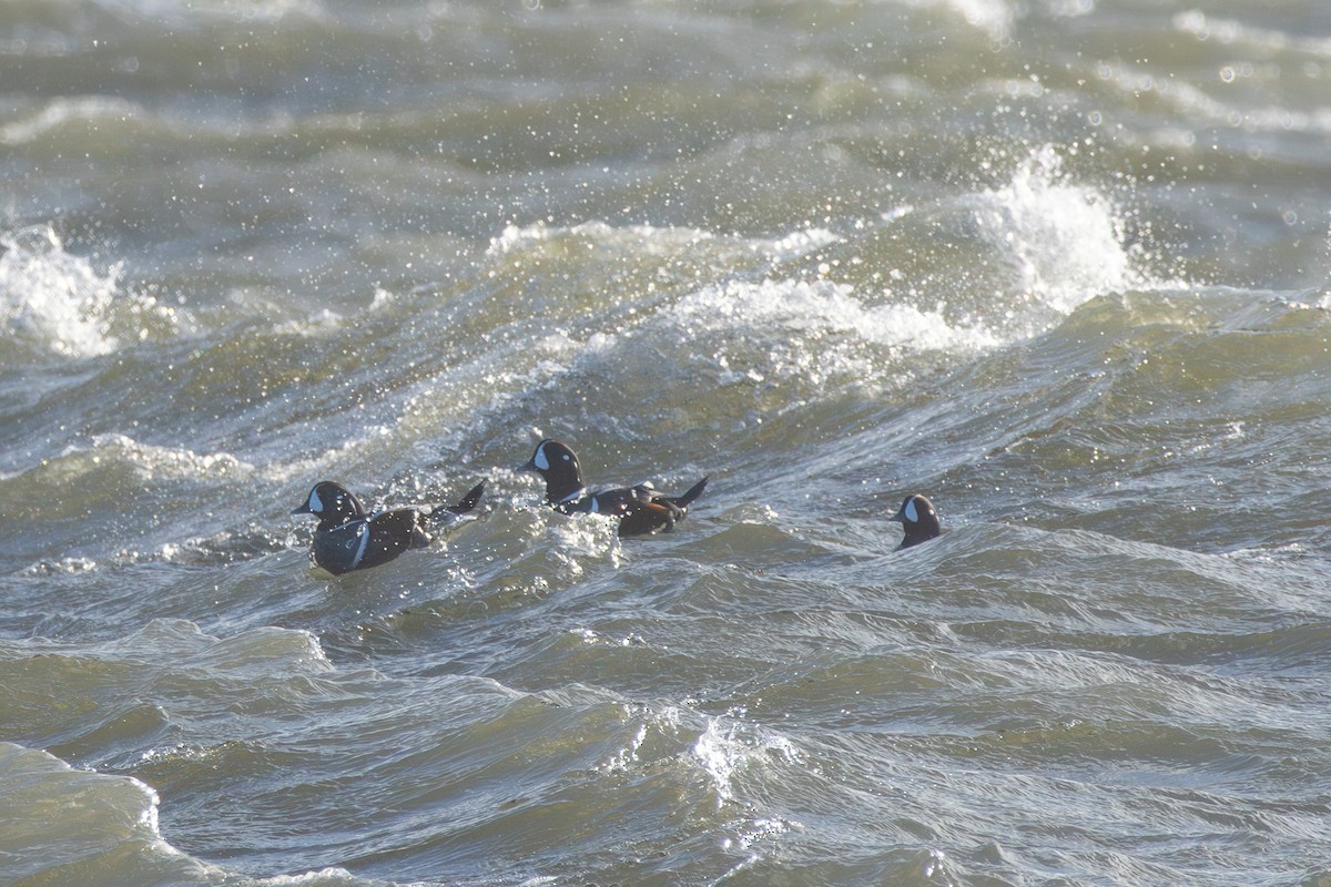 Palyaço Ördeği - ML644805831