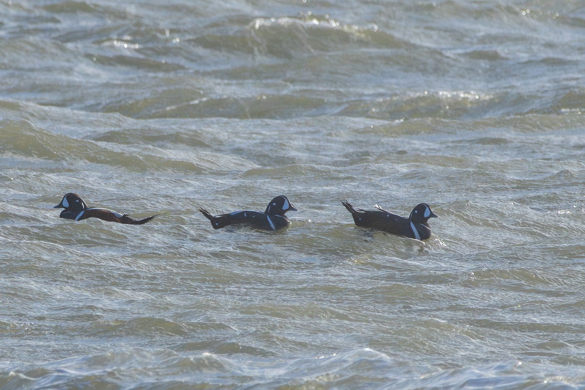 Palyaço Ördeği - ML644805832