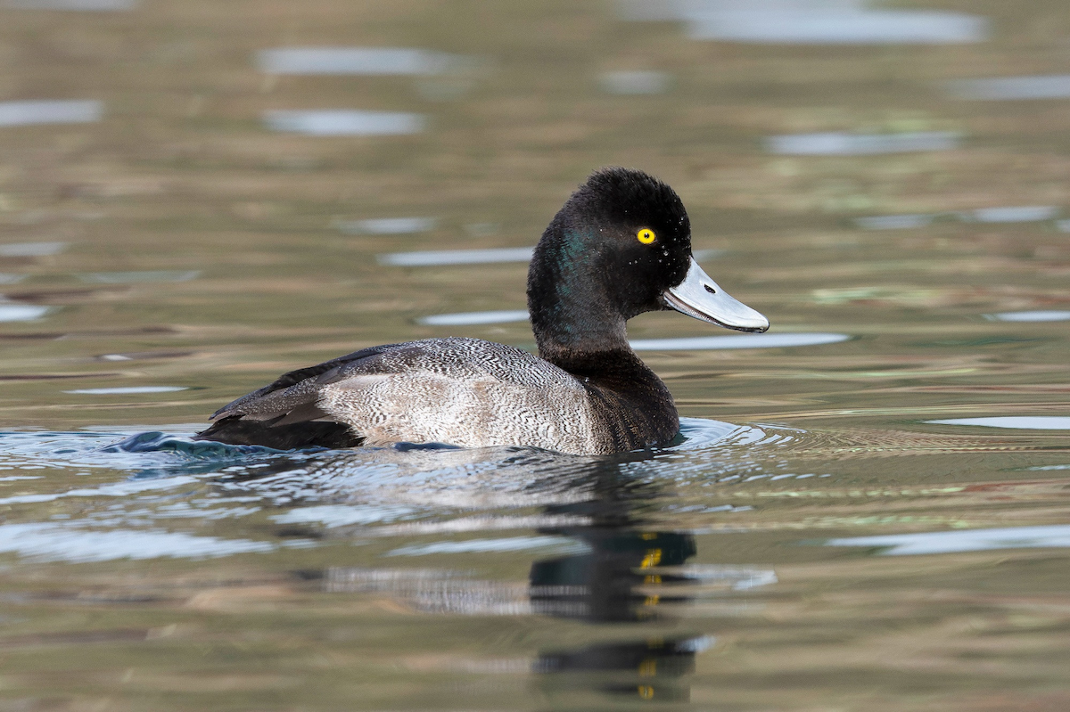 Lesser Scaup - ML644805839