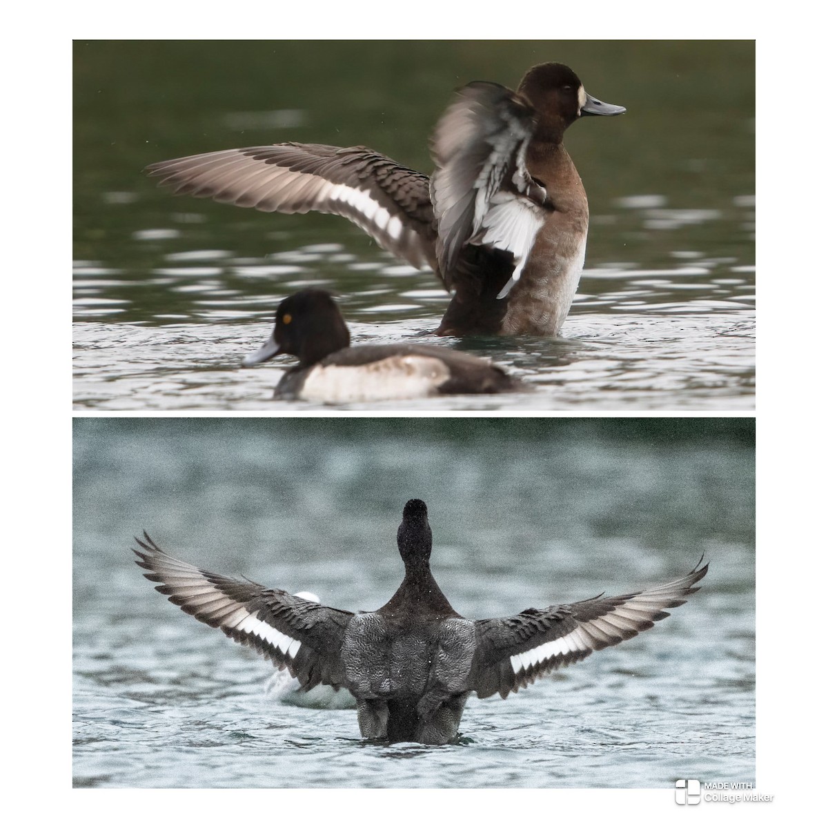 Lesser Scaup - ML644805840