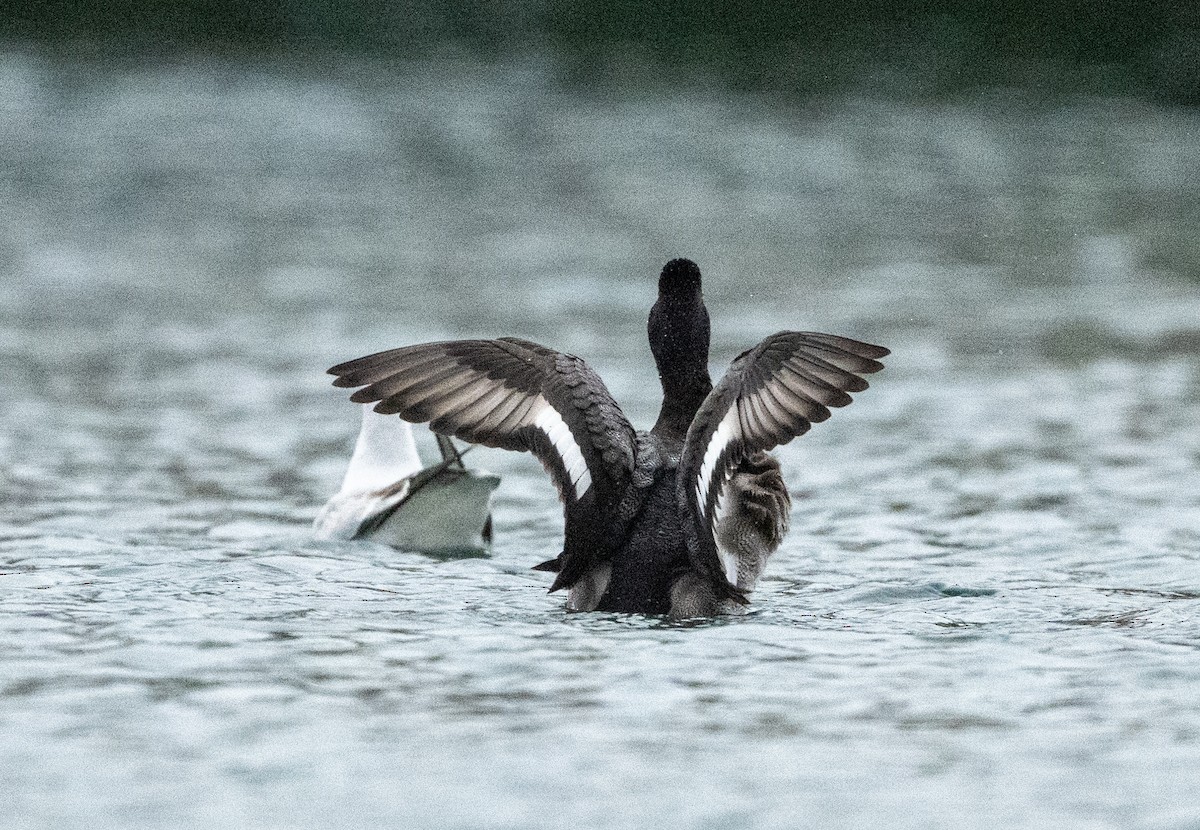 Lesser Scaup - ML644805841