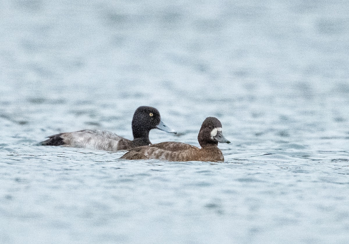 Lesser Scaup - ML644805842