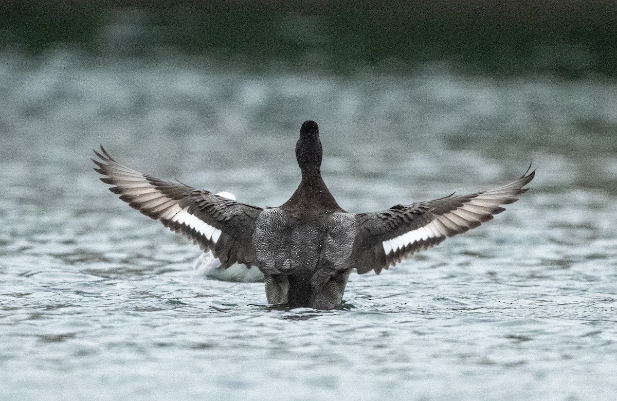 Lesser Scaup - ML644805843