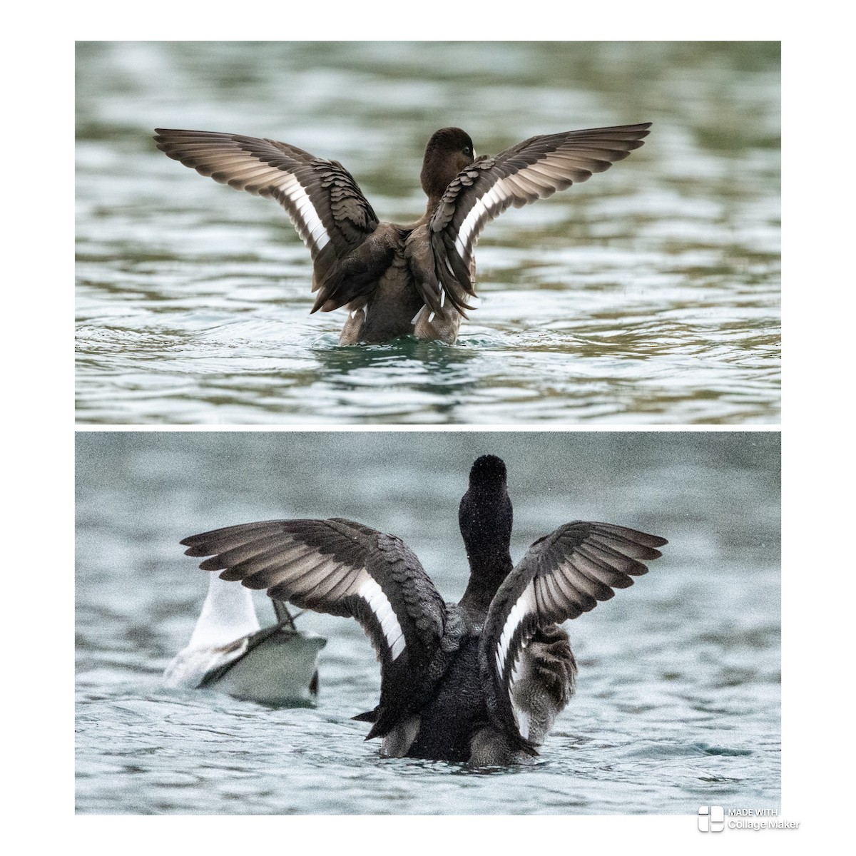 Lesser Scaup - ML644805844