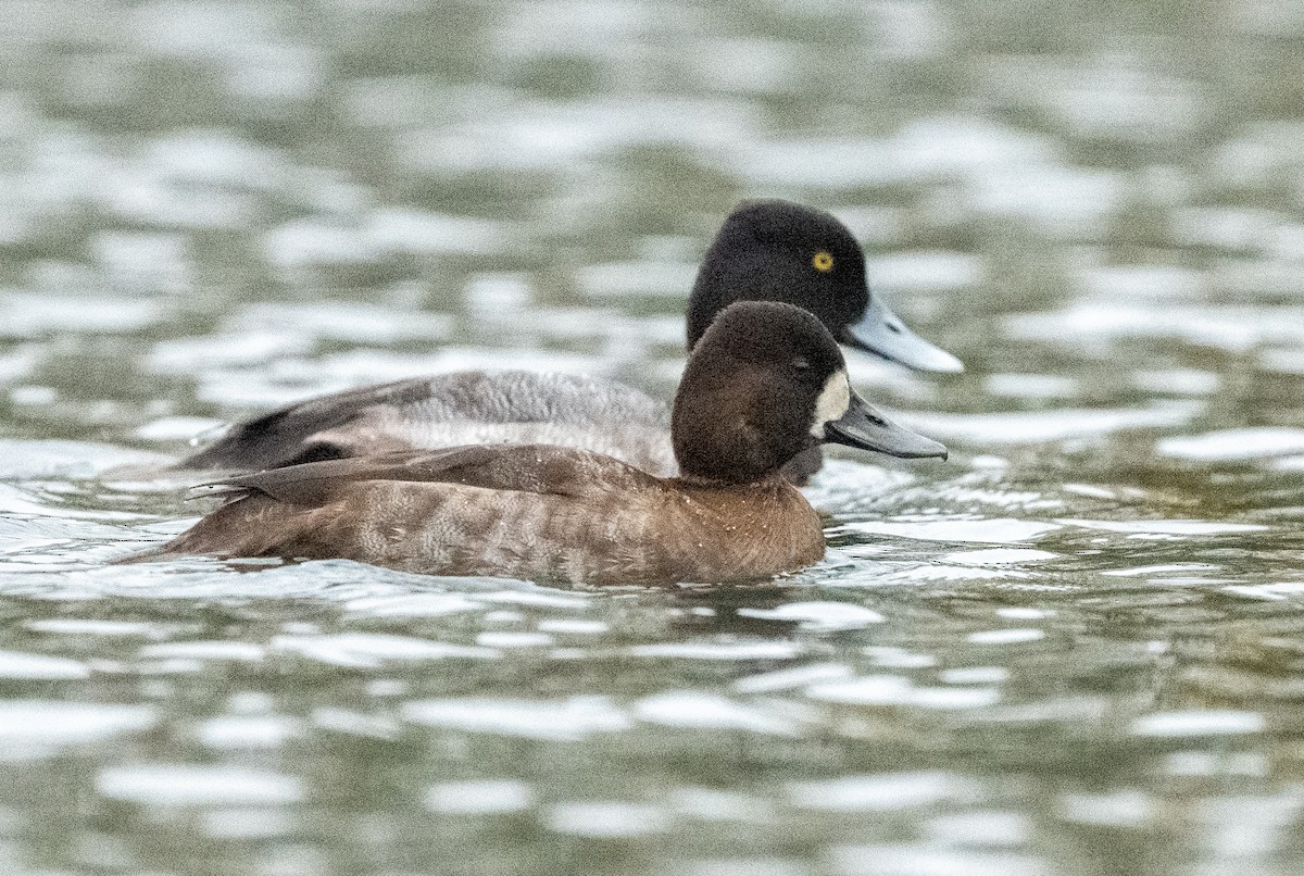 Lesser Scaup - ML644805845
