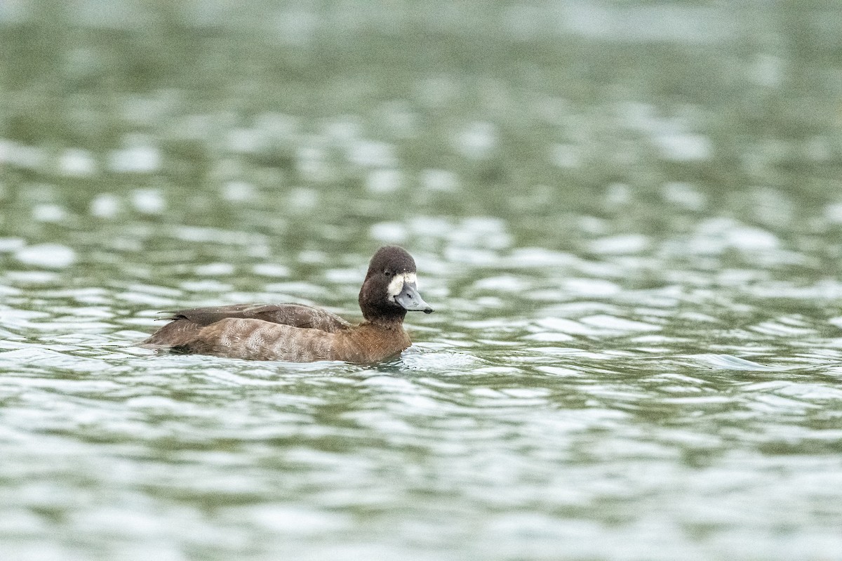 Lesser Scaup - ML644805846