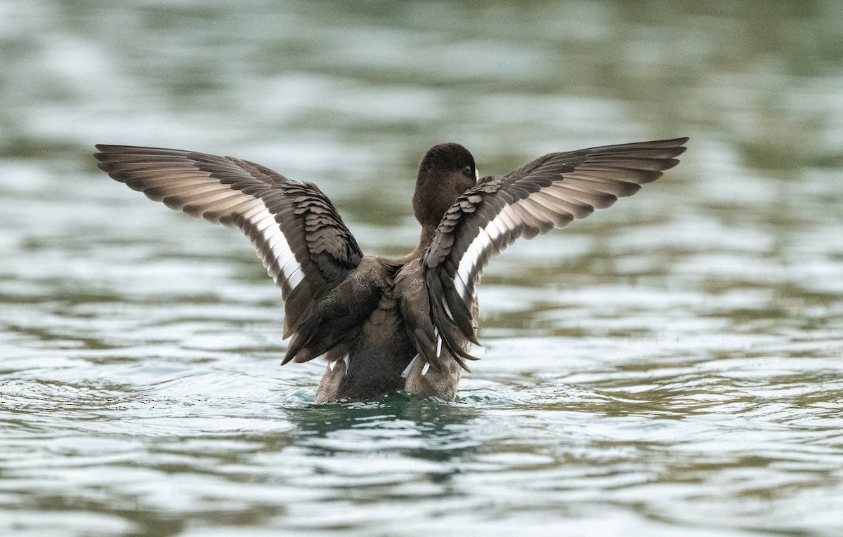 Lesser Scaup - ML644805847