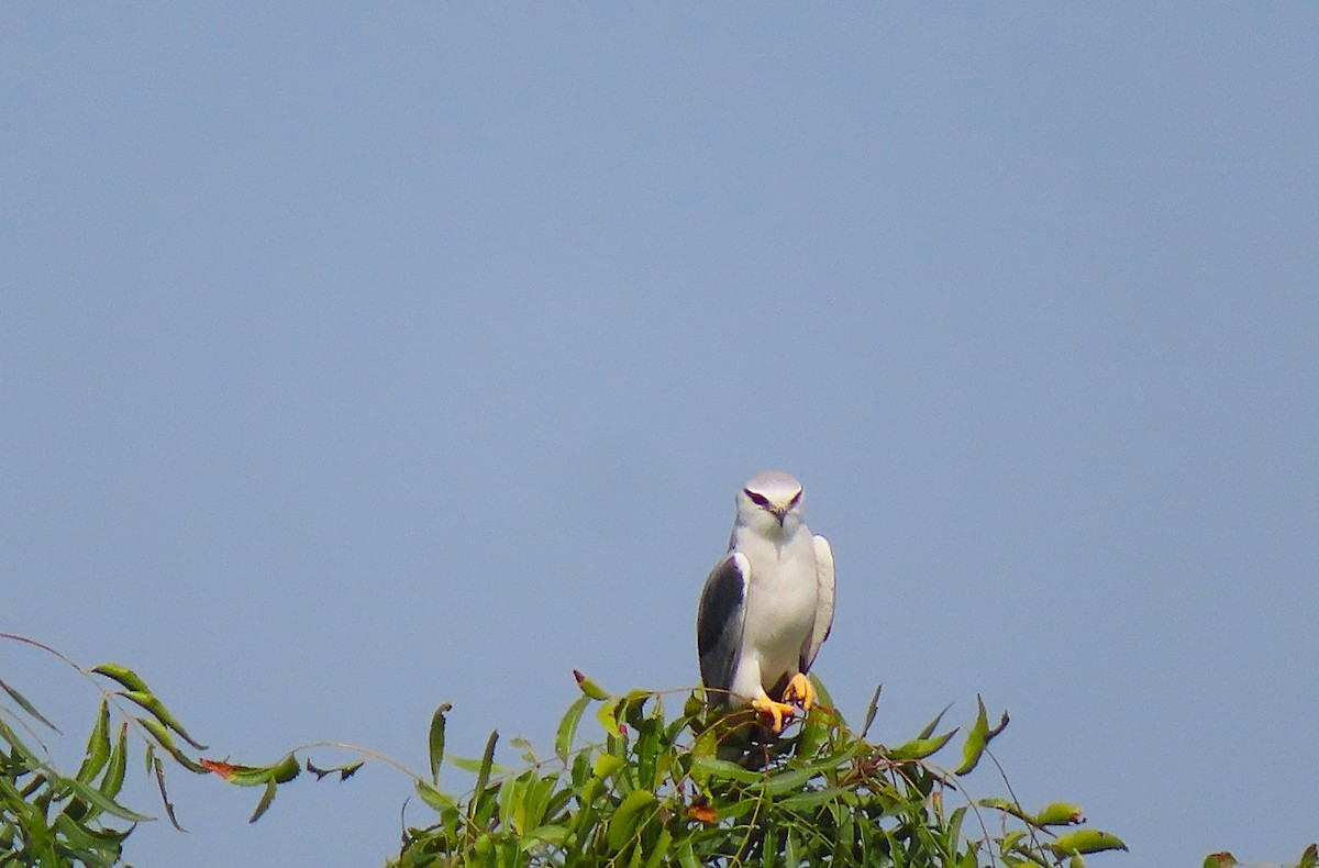 Black-winged Kite - ML644805850