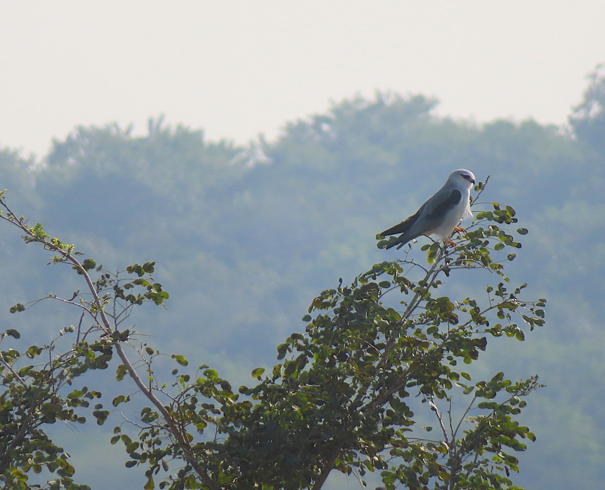 Black-winged Kite - ML644805851