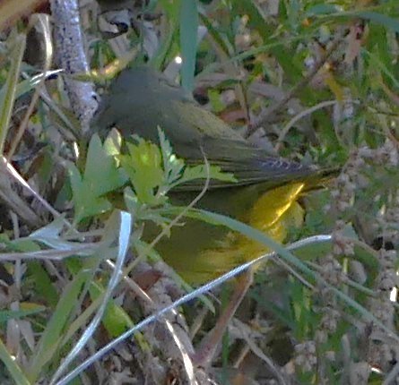 Mourning Warbler - ML644805857