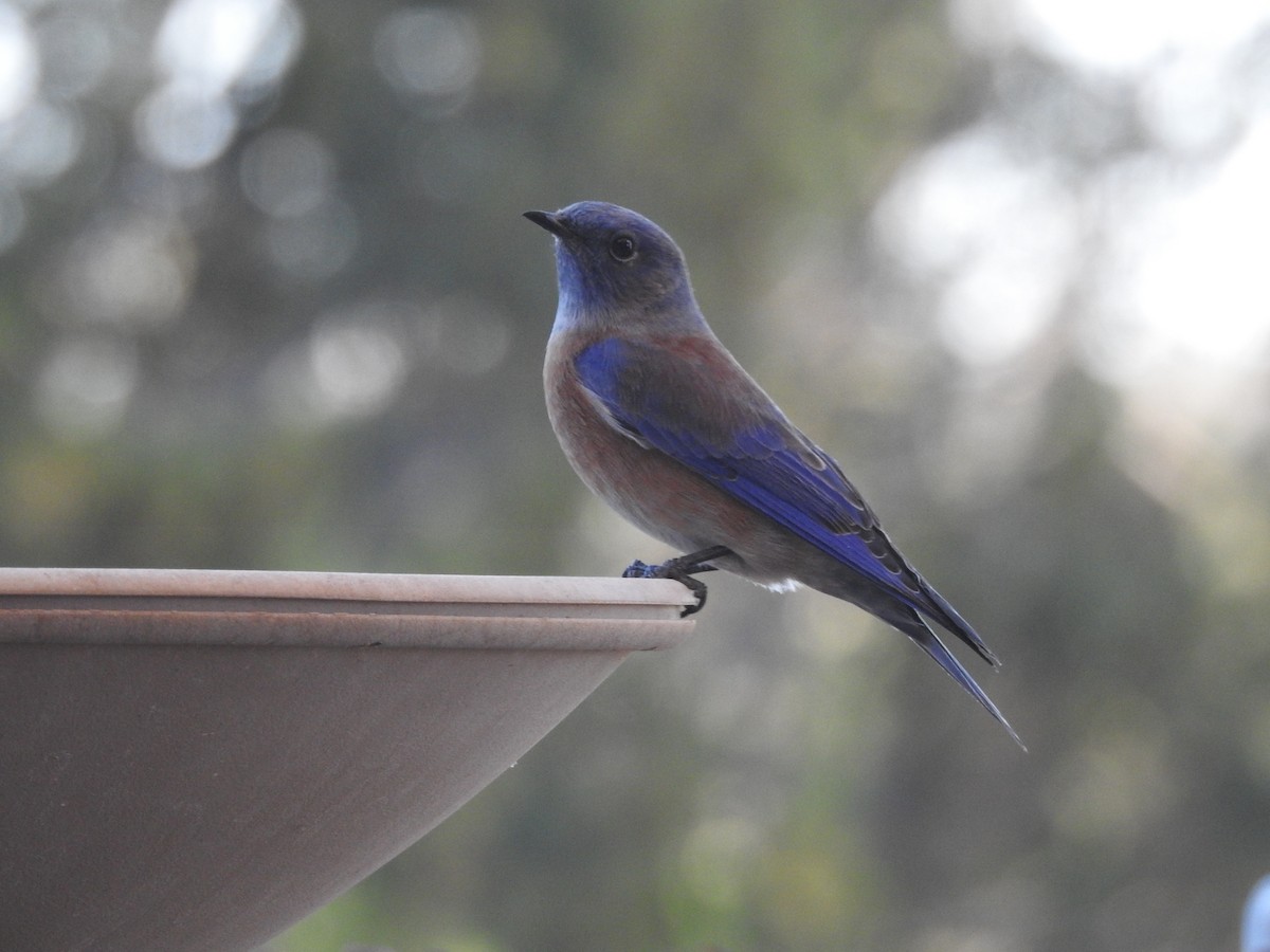 vestblåfugl - ML644805875