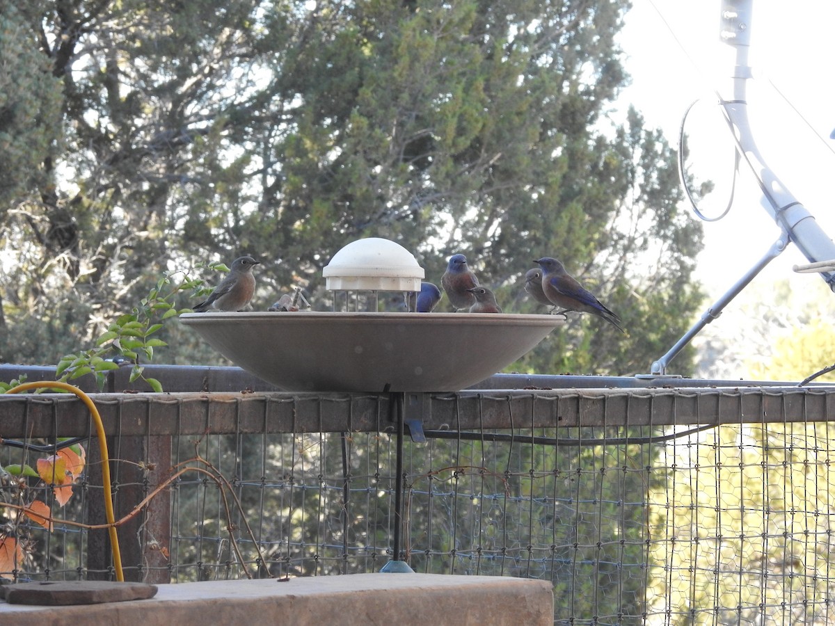 vestblåfugl - ML644805878