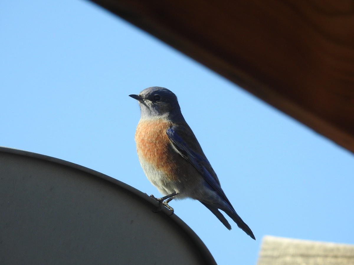 vestblåfugl - ML644805880