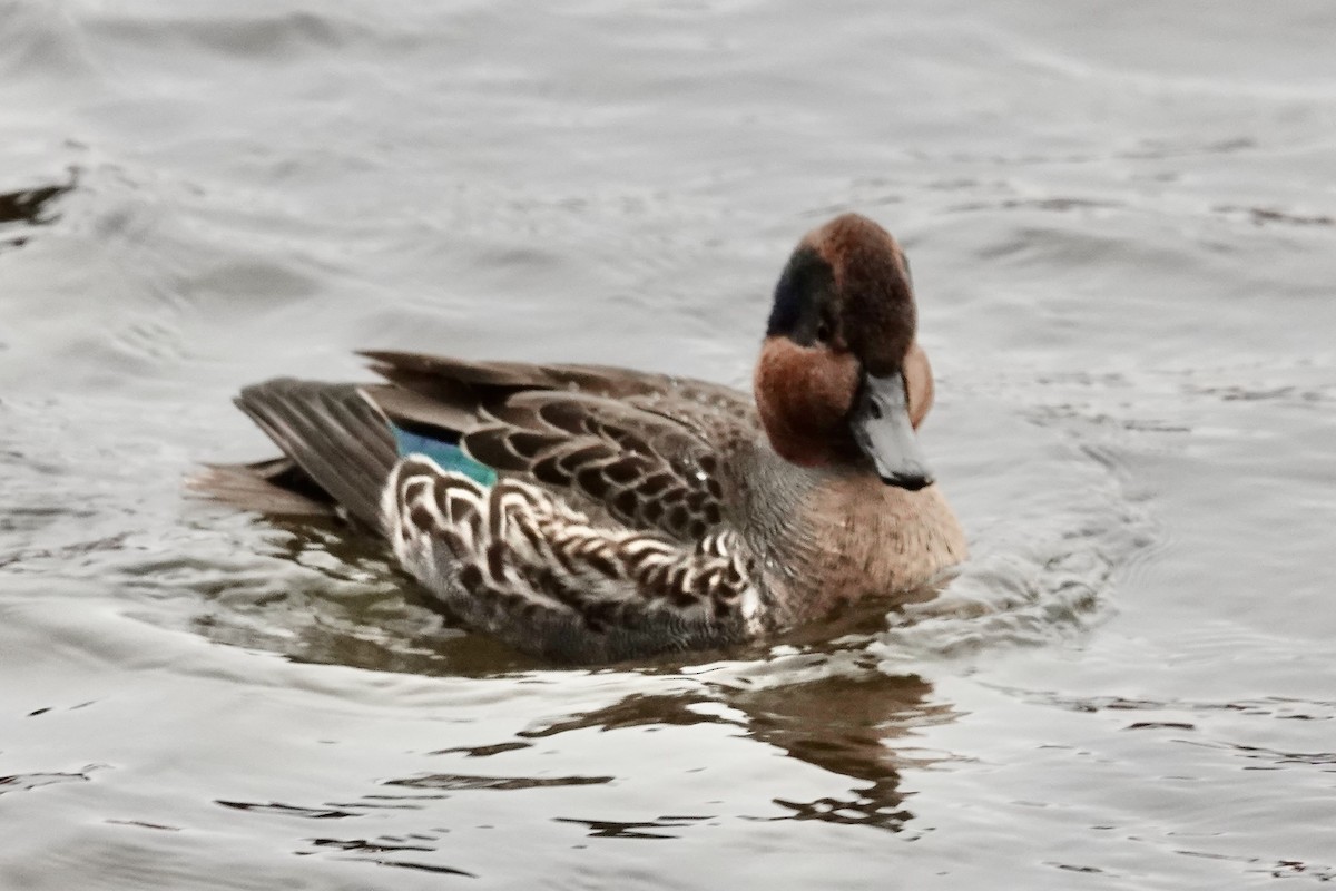 čírka obecná - ML644805894