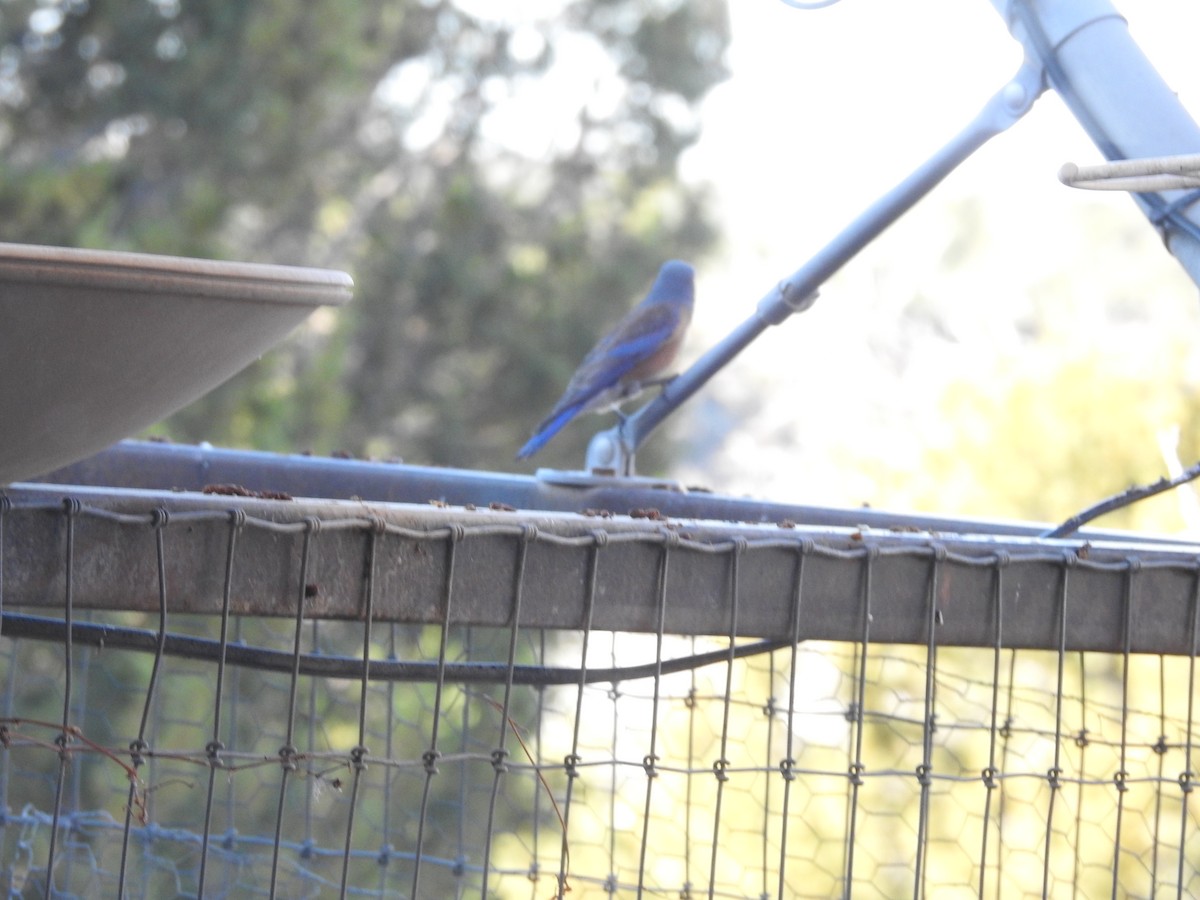 vestblåfugl - ML644805908