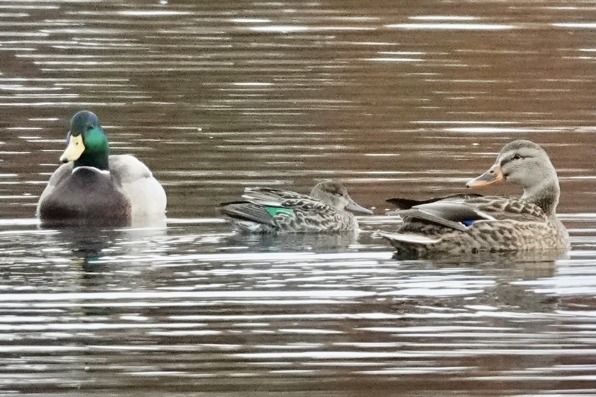 čírka obecná - ML644805929