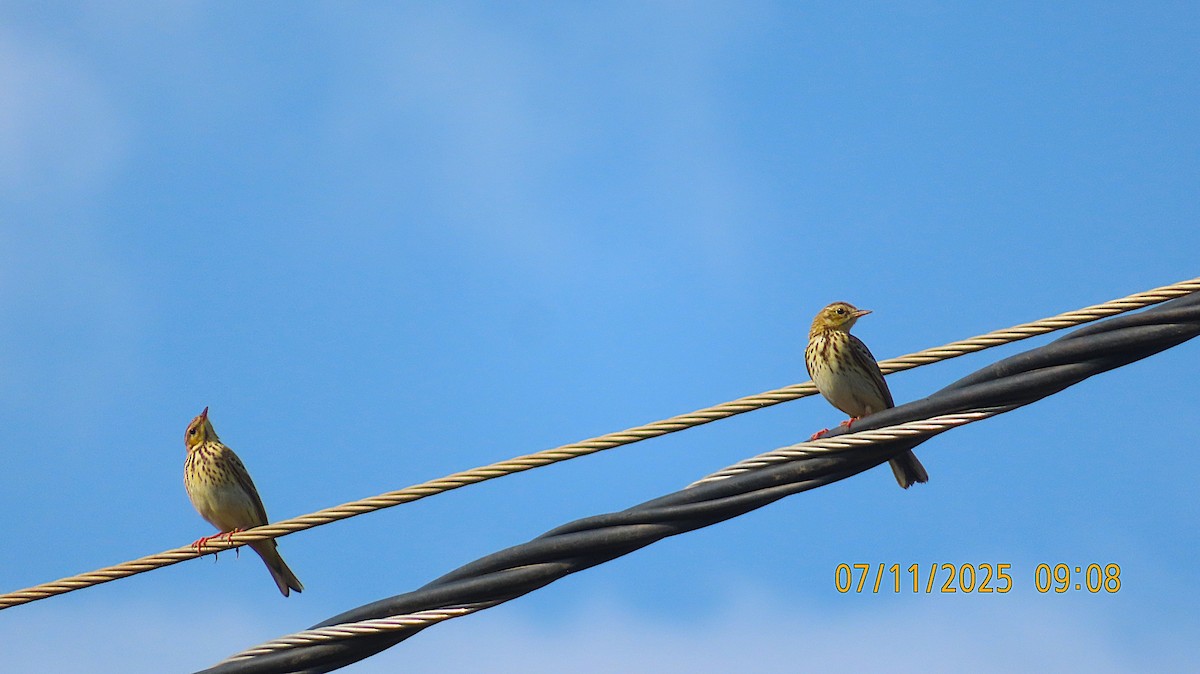Tree Pipit - ML644805941