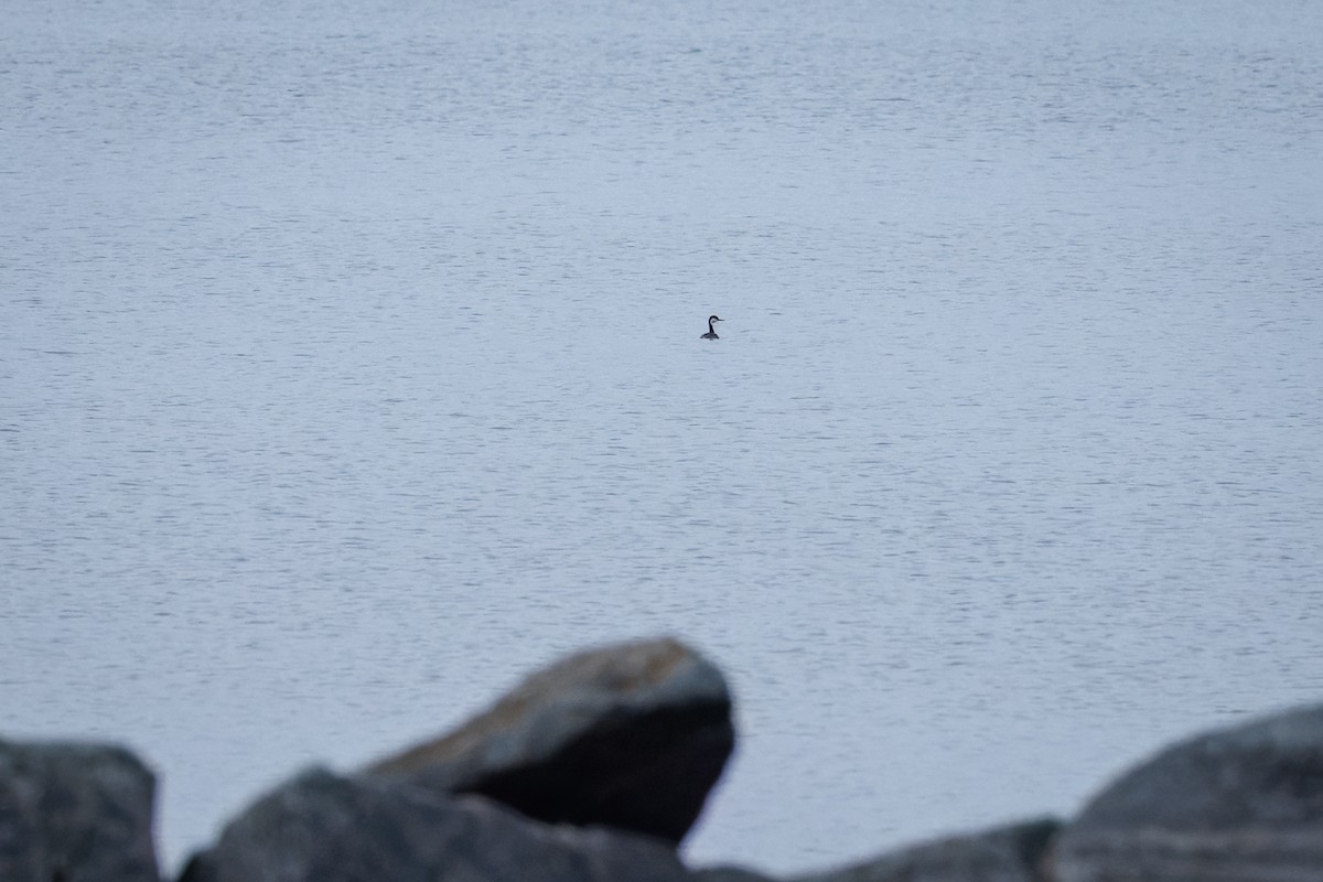 Western Grebe - ML644805954