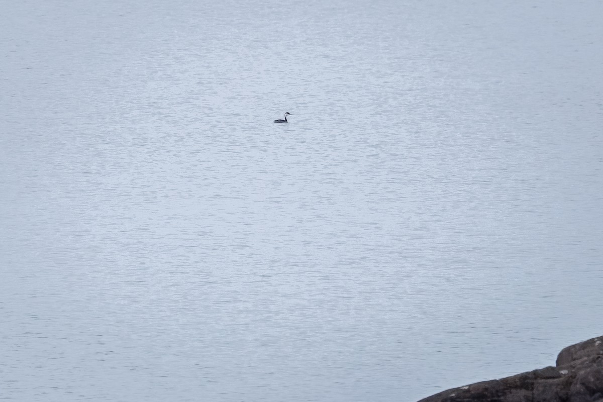 Western Grebe - ML644805955