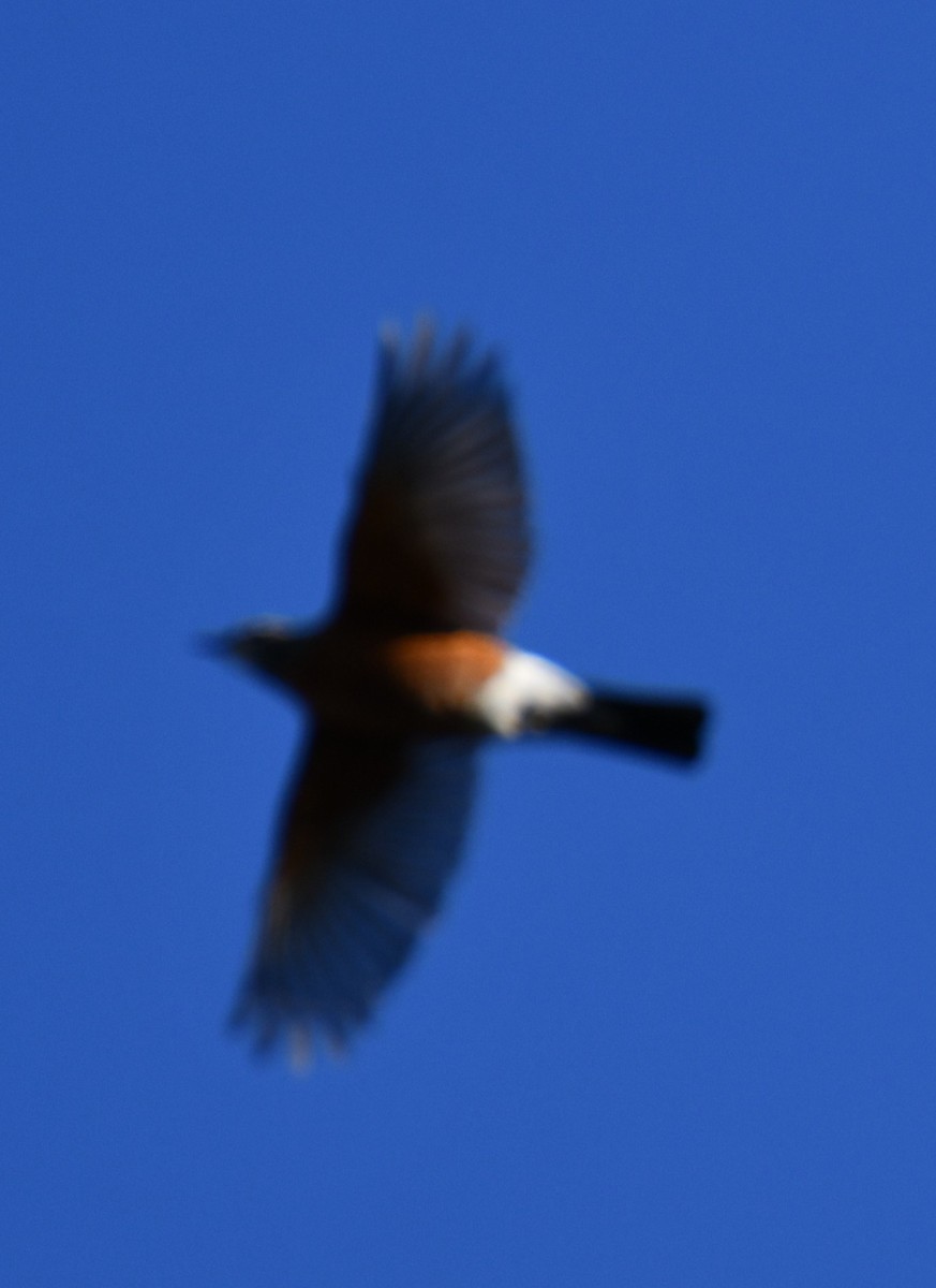 drozd stěhovavý - ML644805967