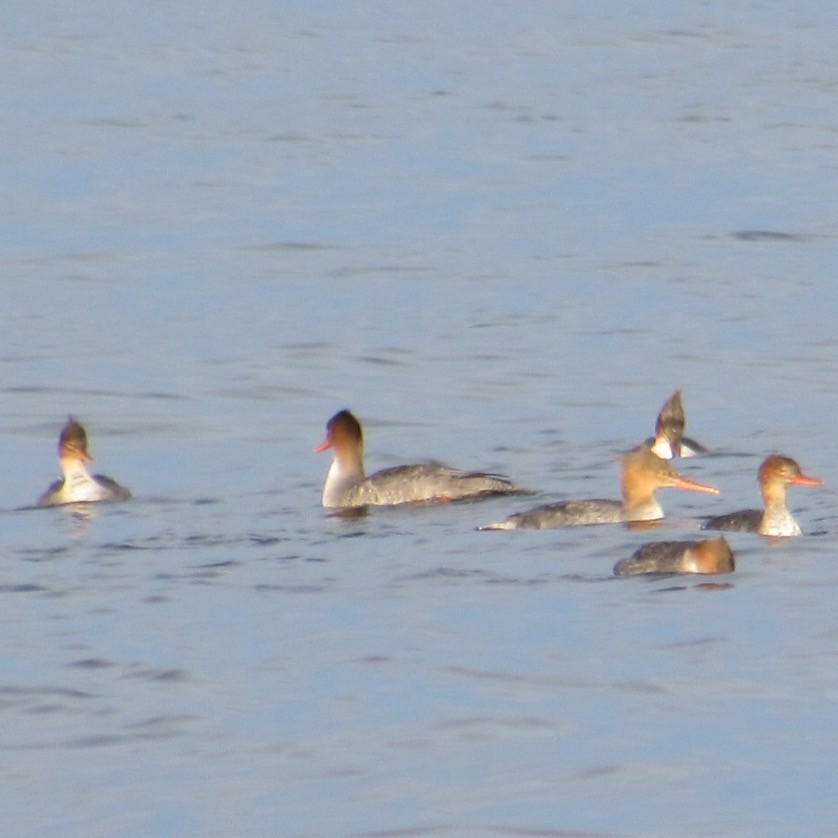 Tarakdiş - ML644805974