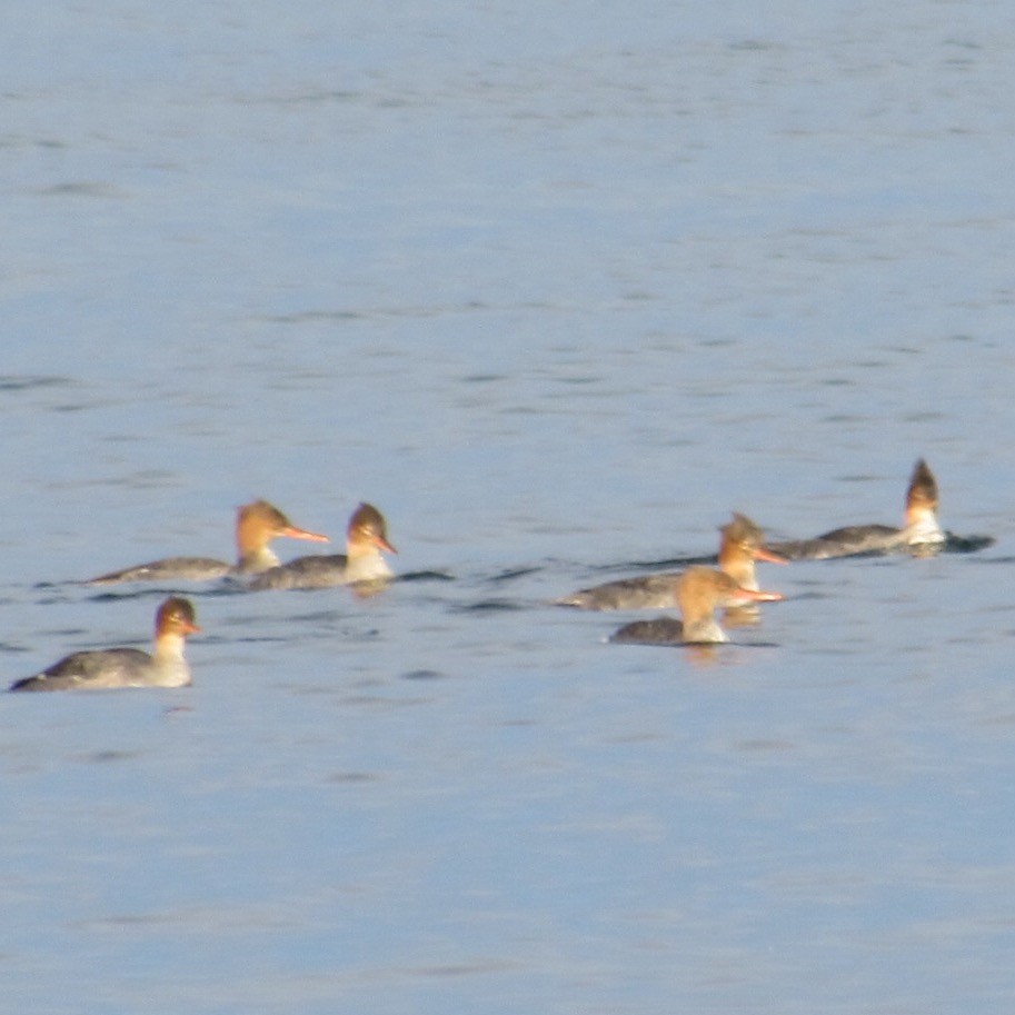 Tarakdiş - ML644805975