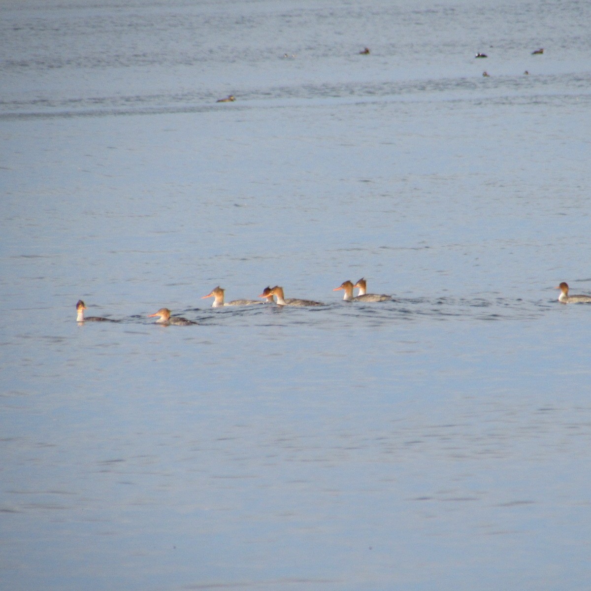 Tarakdiş - ML644805977