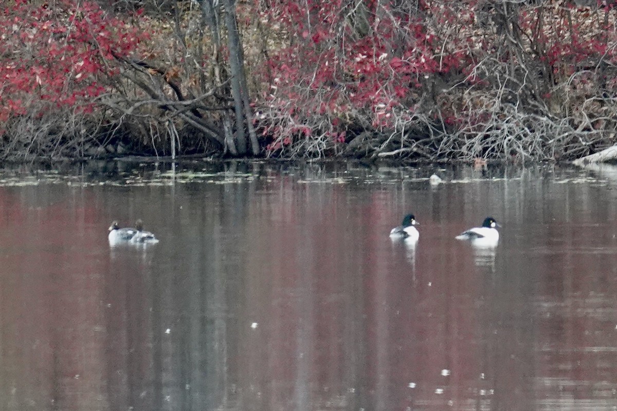 hohol severní - ML644805986