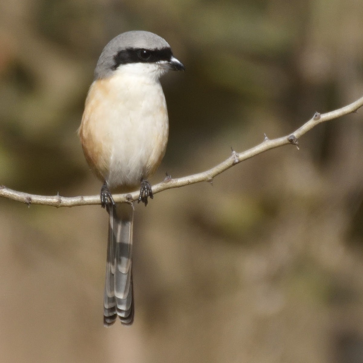 Bay-backed Shrike - ML644805988