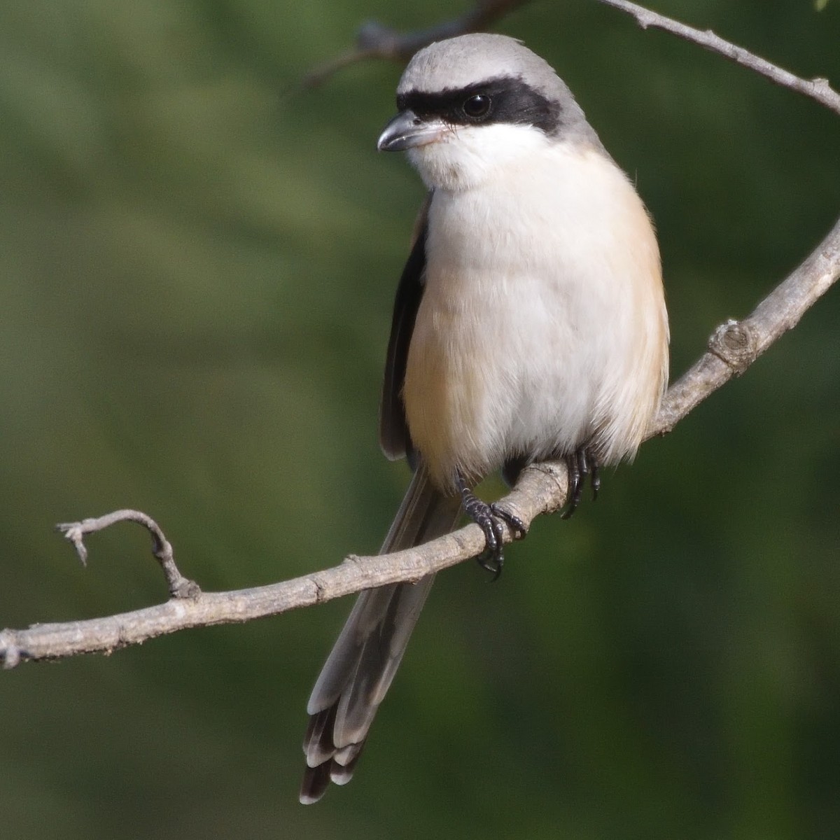Bay-backed Shrike - ML644805993