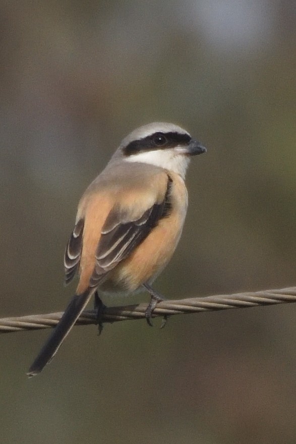 Bay-backed Shrike - ML644806007