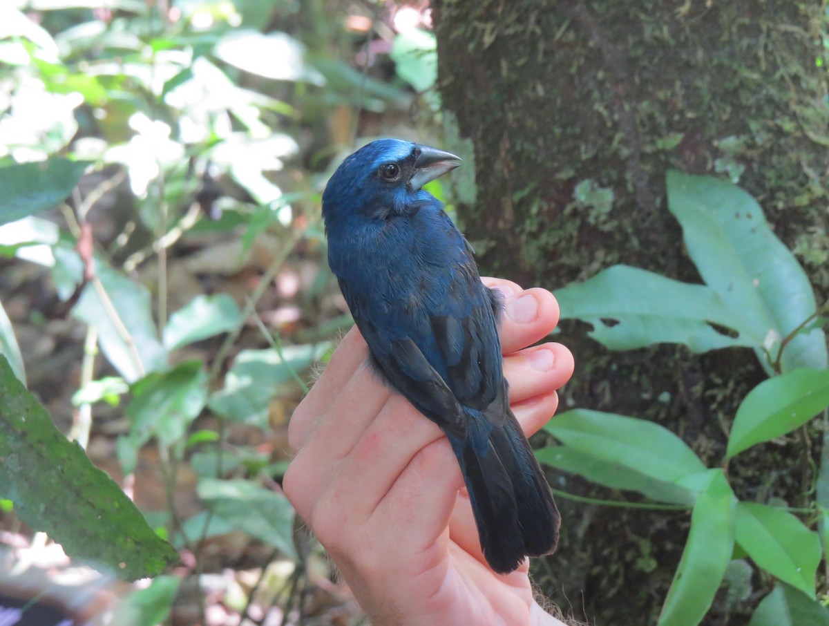 Amazonian Grosbeak - ML644806012