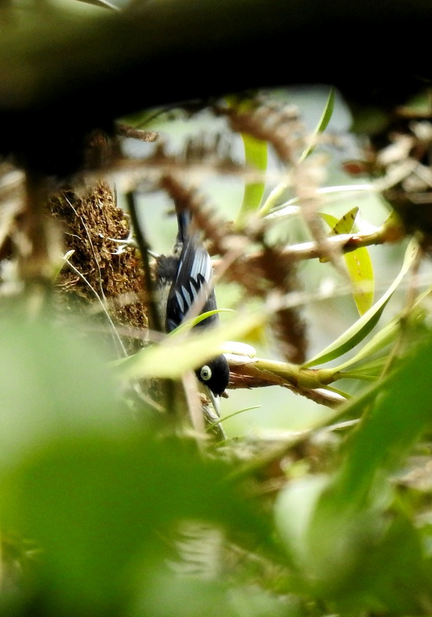 ズグロゴジュウカラ - ML644806013